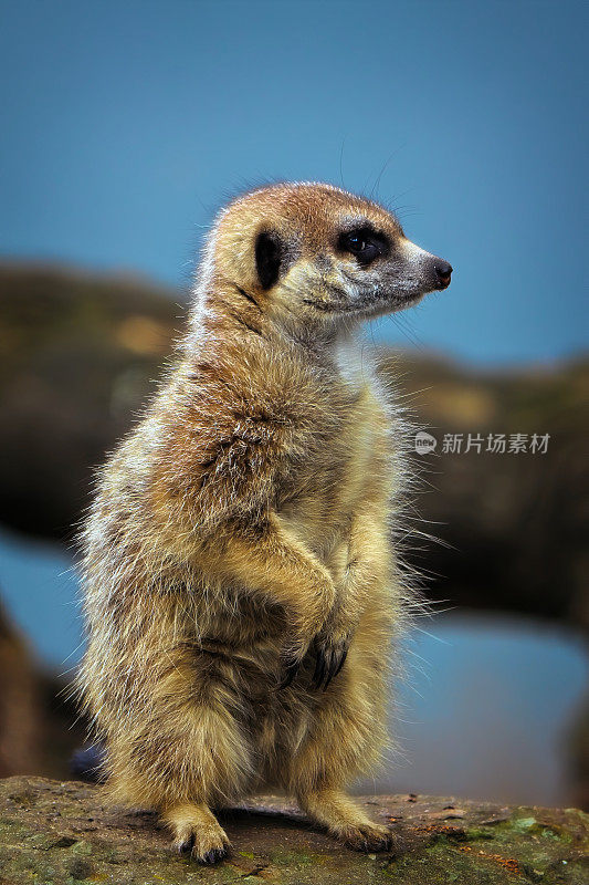 猫鼬（Suricata suricatta）